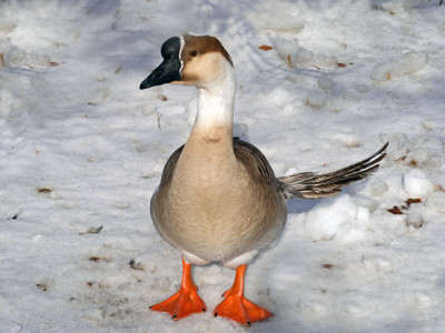 Click here to view at full resolution.