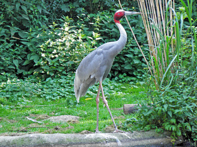 Click here to view at full resolution.