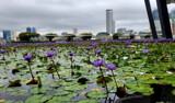 Urban Water Lily Pond by mausi2541, photography->city gallery
