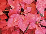 Frosted Rose Poinsettia by trixxie17, holidays->christmas gallery