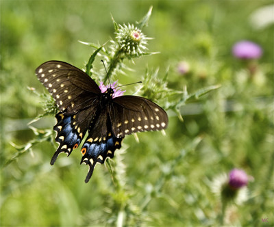 Click here to view at full resolution.