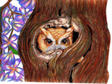 Owl Drawing 2006 by andy721, Illustrations->Traditional gallery