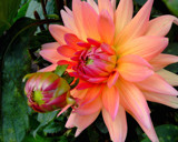 Dahlia aglow by Ramad, Photography->Flowers gallery