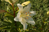 Lilium Canadense by ovar2008, Photography->Flowers gallery